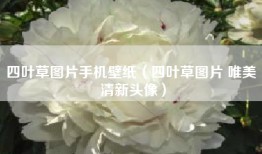 四叶草图片手机壁纸（四叶草图片 唯美 清新头像）